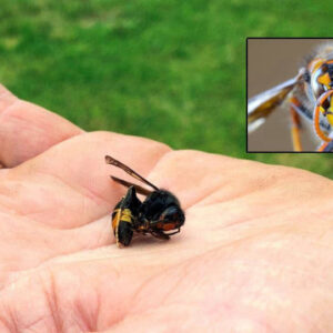 asya esek arisi yakalandi irlandada biyoguvenlik alarmi vdpzew2N