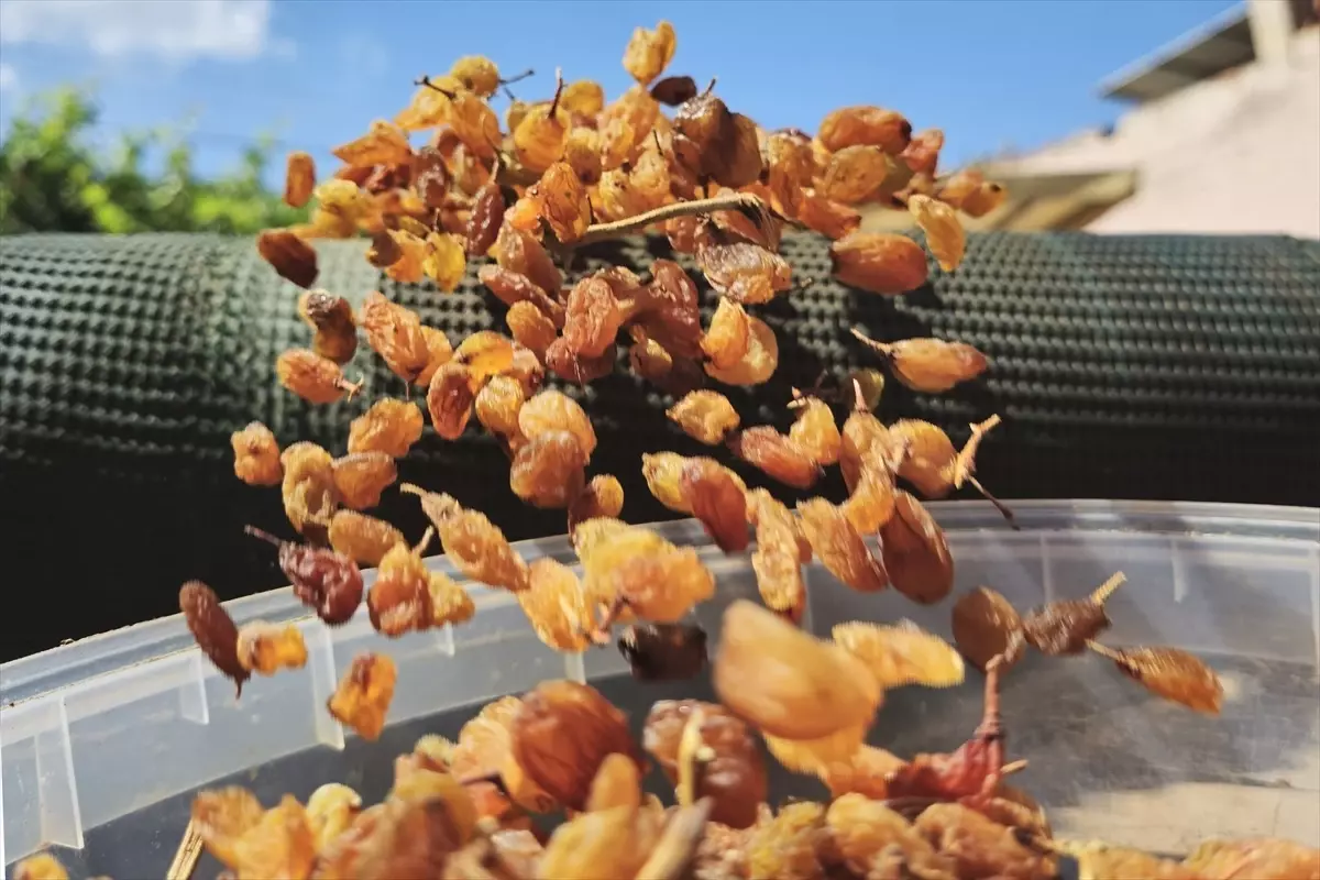 kuru uzum ihracatinda rekor gelir mPp1iyIz