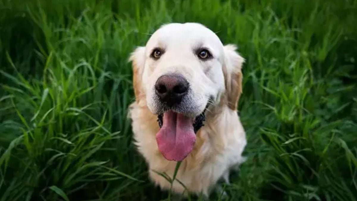 ulkede turist kopeklerle ilgili onemli karar gunluk vergi uygulanacak KiRIGEtf