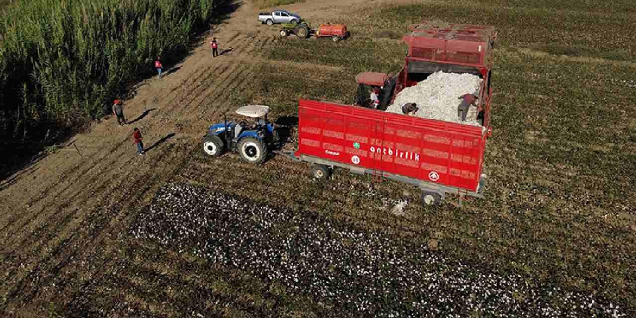 40 bin dekar alanda uretiliyor beyaz altin olarak biliniyor KOfdFDZP.jpg