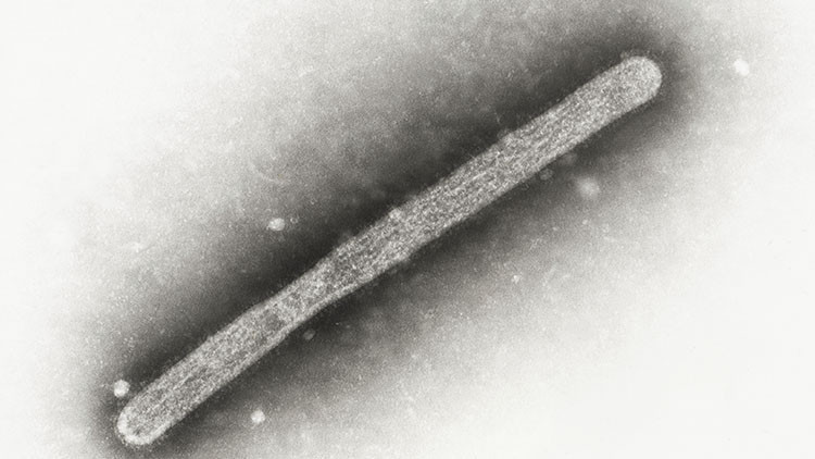 almanyada kus gribi alarmi ewRBWphZ.jpg