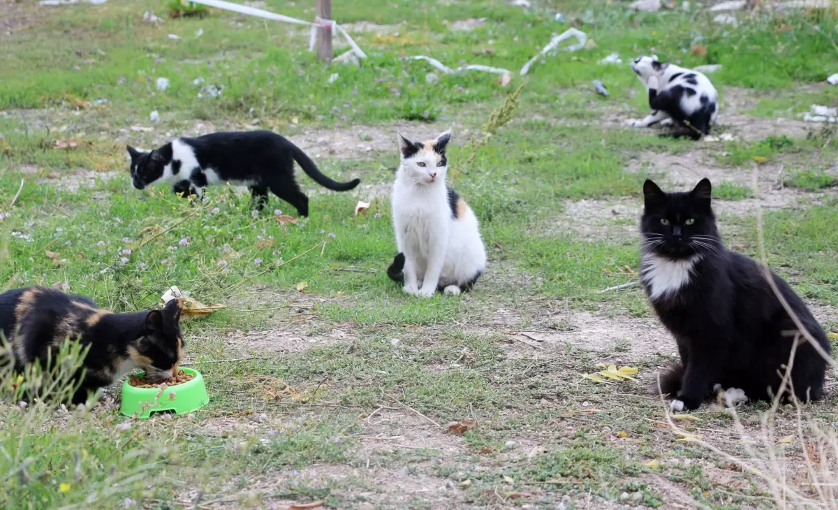 ispartada kedilere insafsizca zarar gYJs3nYI.jpg