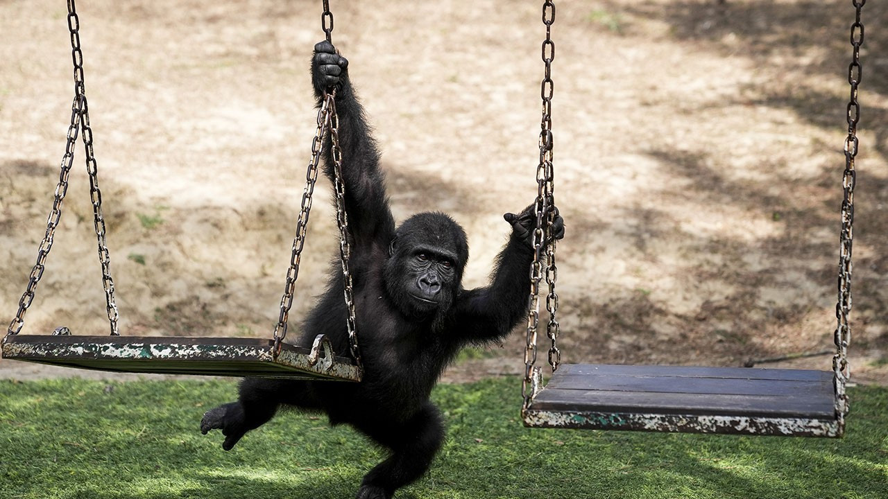 zeytin turkiyede kalacak dna testi nijerya baglantisini curuttu RCeTneWK.jpg
