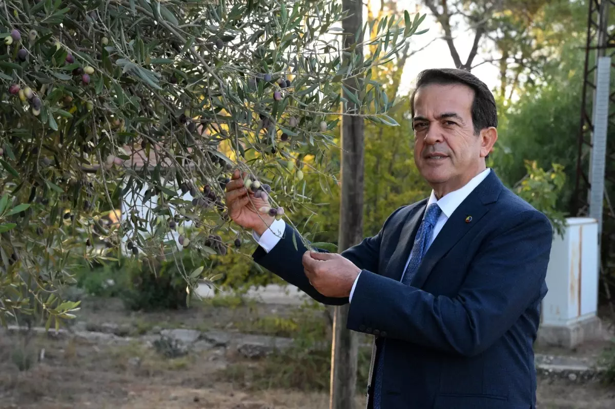 zeytinparkta asirlik zeytin agaclarindan 70 kilogram zeytin bekleniyor EQVDp1MG