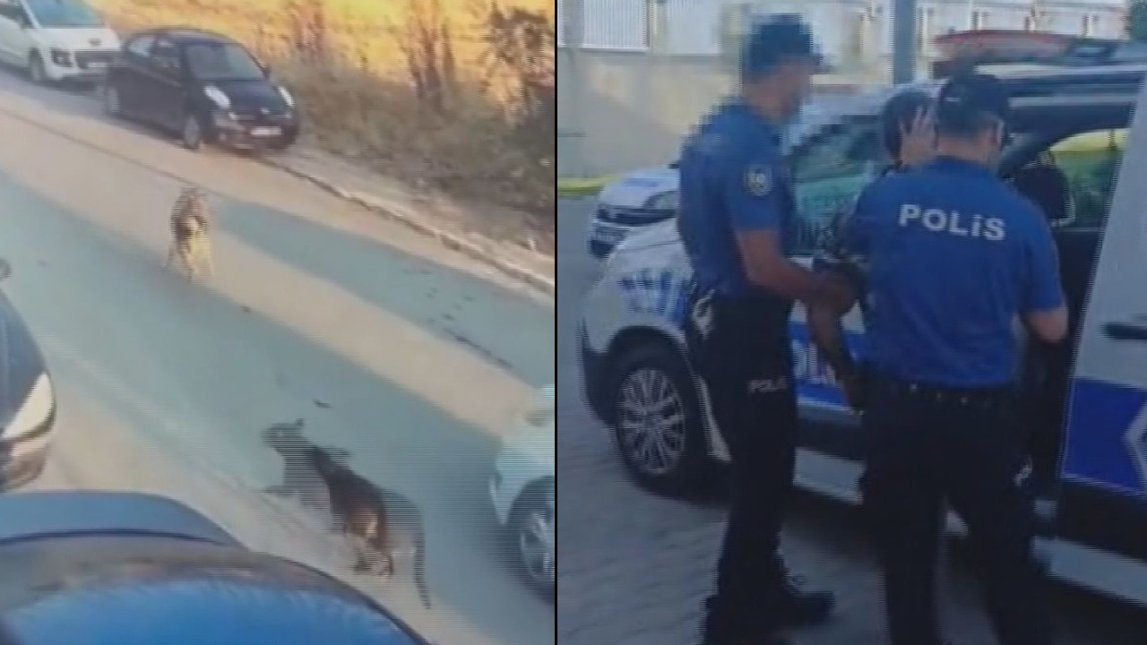 Silivri’de vahşet! Köpeğin üzerine aracını sürdü: Tutuklandı Silivride vahset kopegin uzerine aracini surdu tutuklandi l7plXH3c